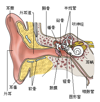 人的耳部结构